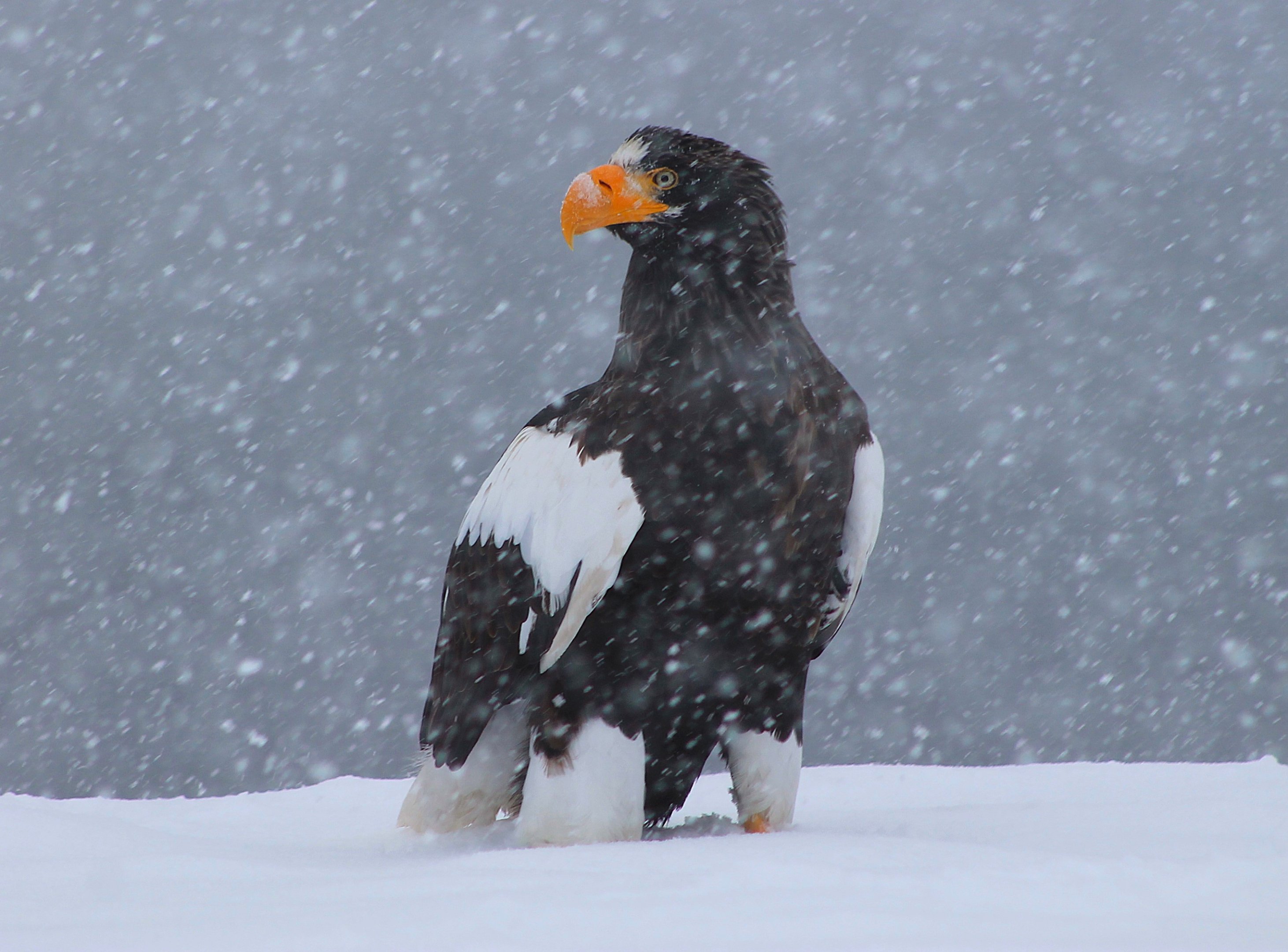 Steller's Sea Eagle (Haliaeetus pelagicus)