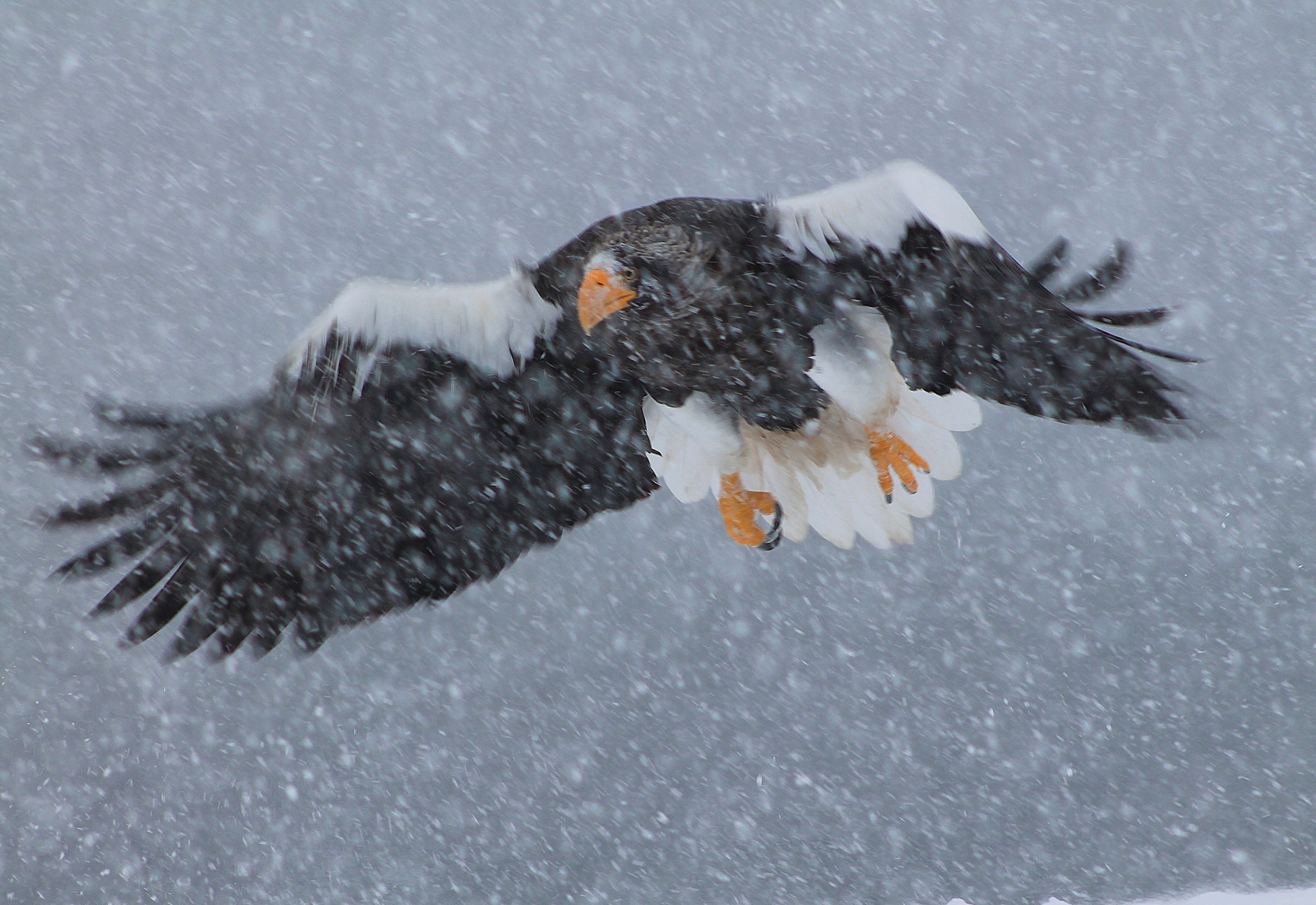 Steller's Sea Eagle (Haliaeetus pelagicus)