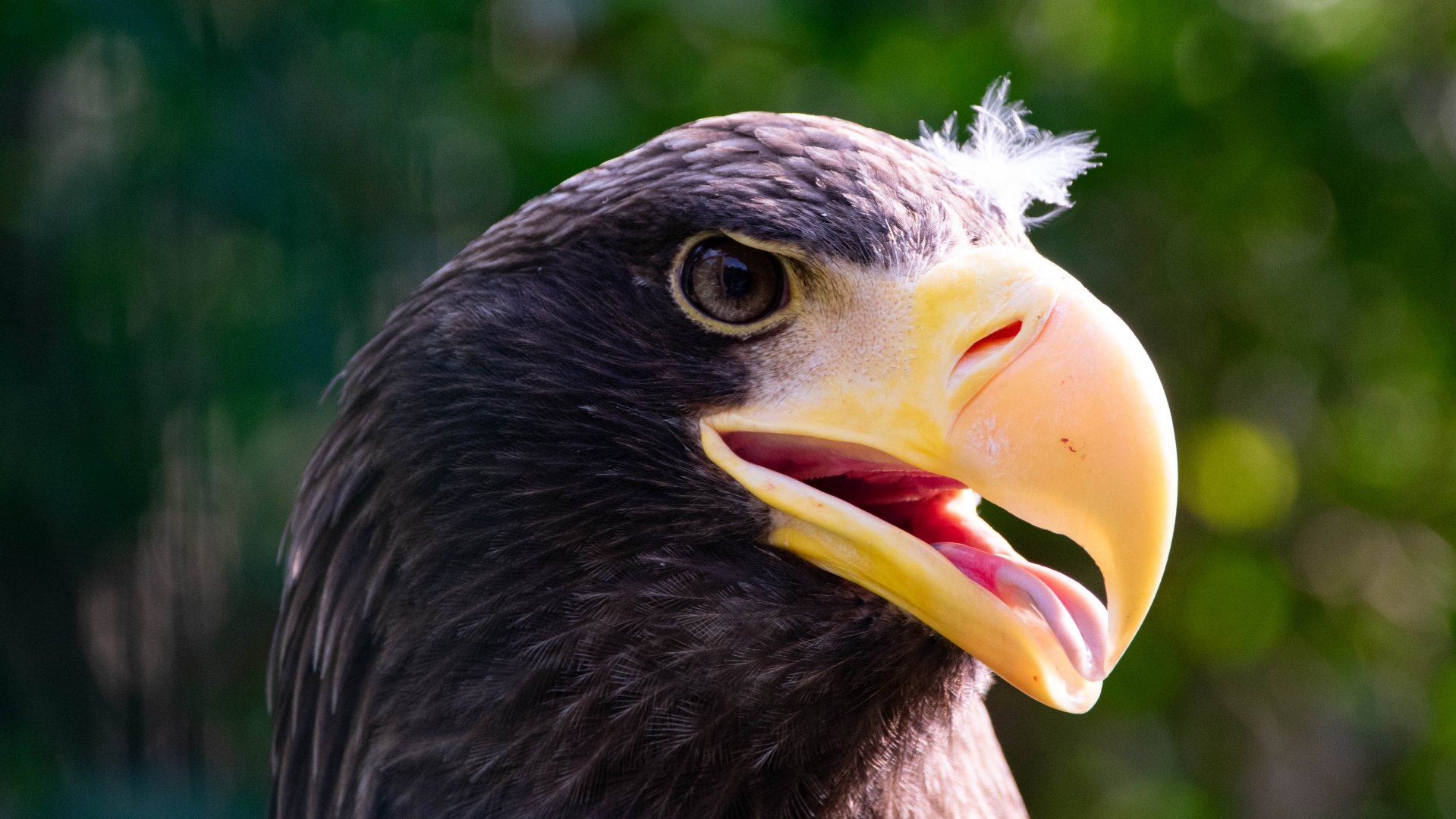Steller's sea eagle (Haliaeetus pelagicus)
