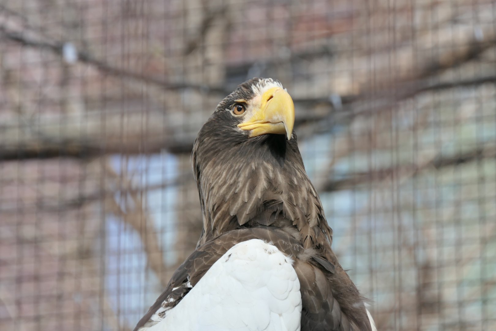 Steller's Sea Eagle (Haliaeetus pelagicus)