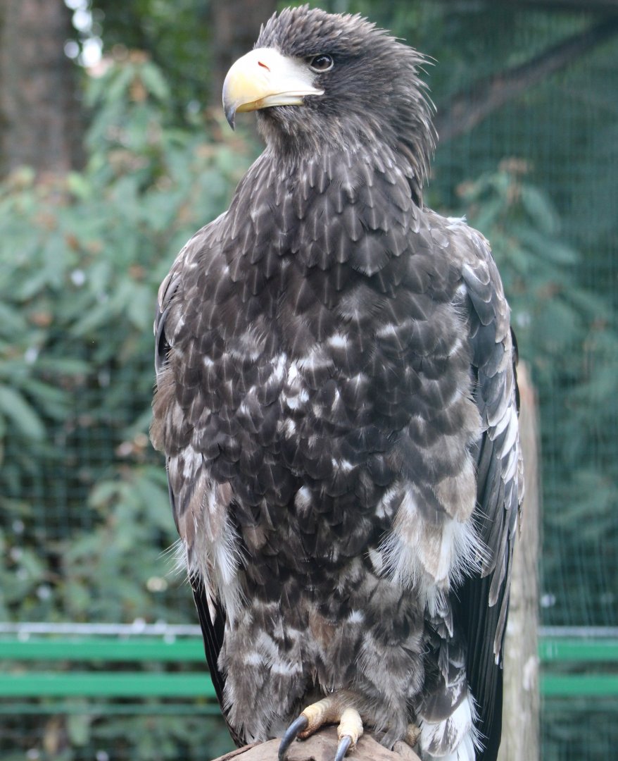 Steller's sea-eagle - immature