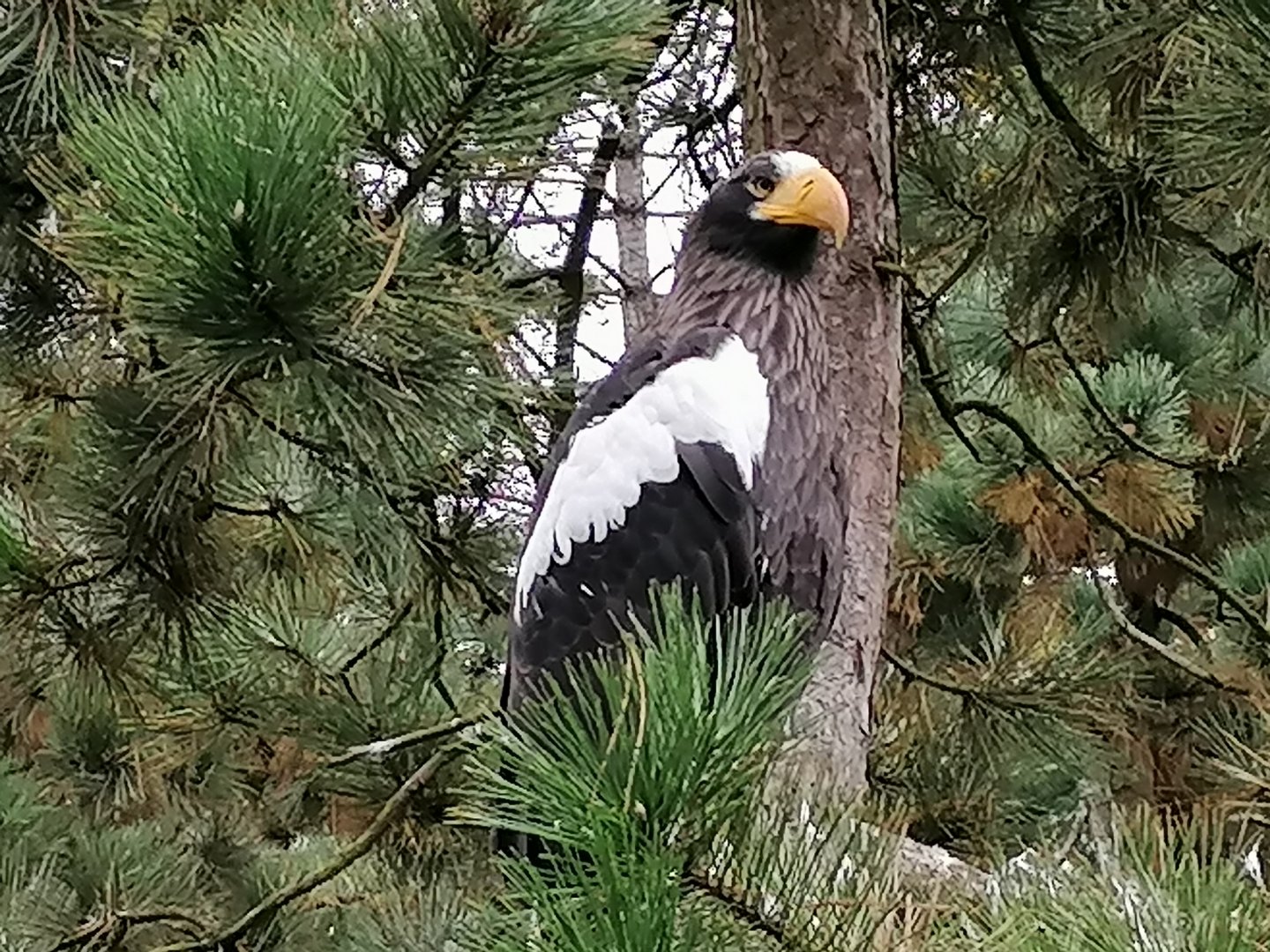 Steller's sea eagle in a walkthrough aviary