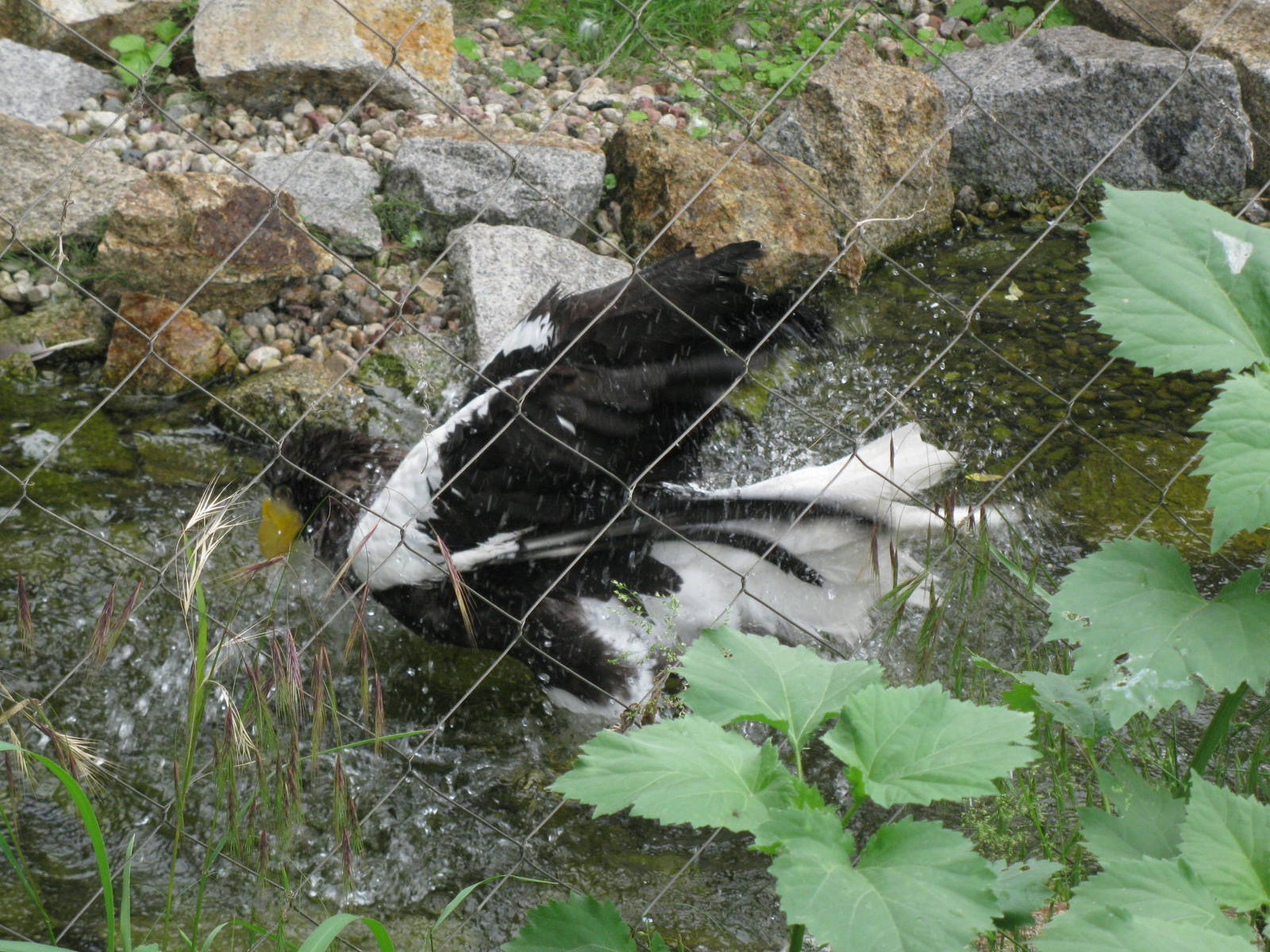 Steller's Sea Eagle in bath