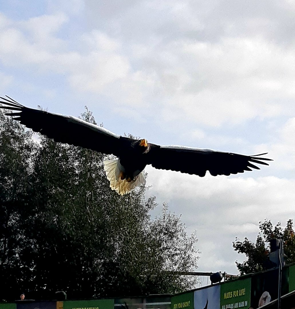 Stellers sea eagle in free flight.
