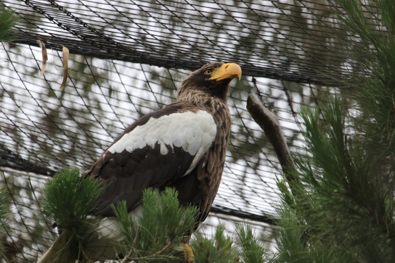 Steller's sea eagle (June 2019)