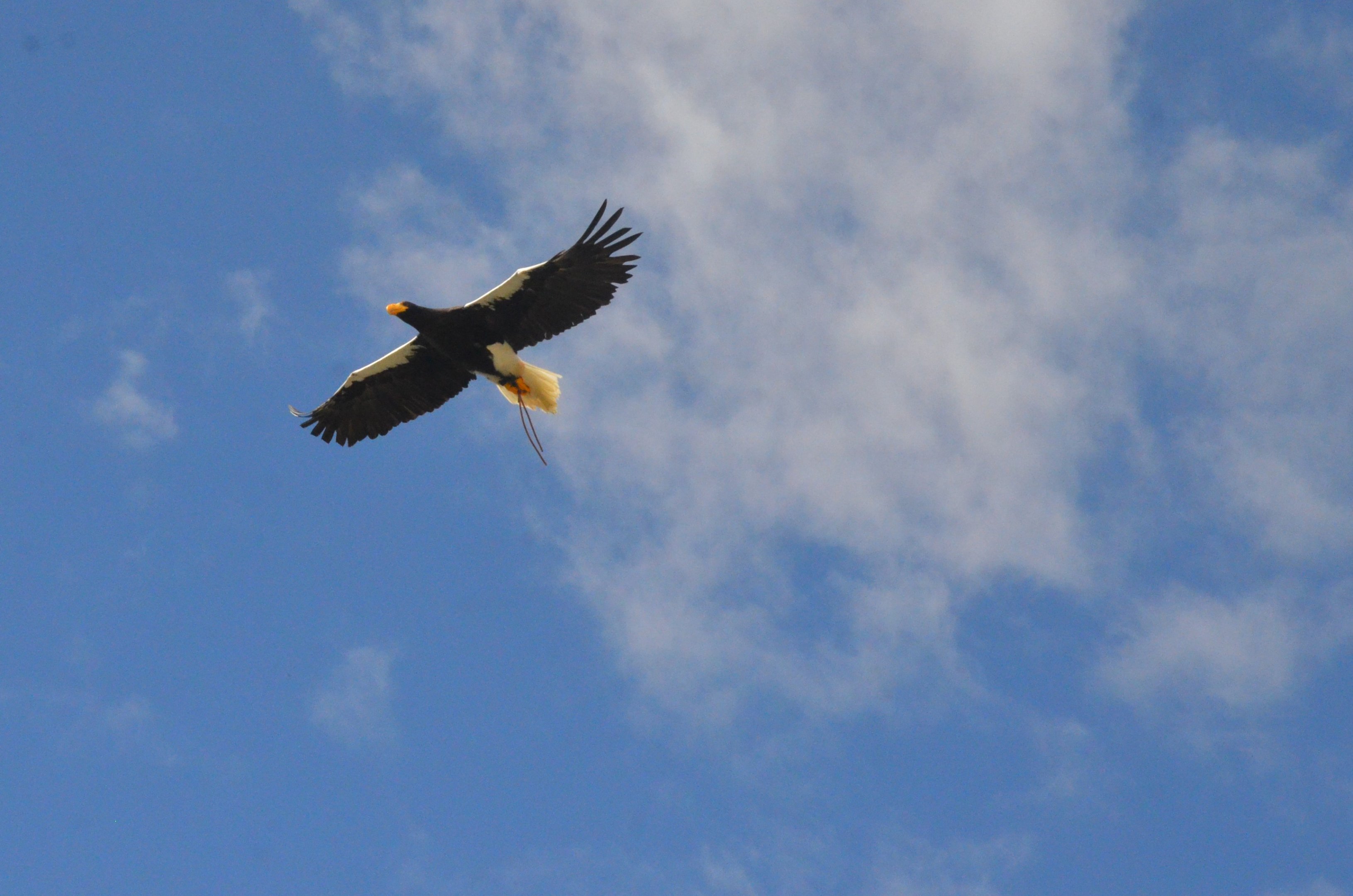 Steller's Sea Eagle - Les Maîtres des Airs at Beauval, 12/06/18
