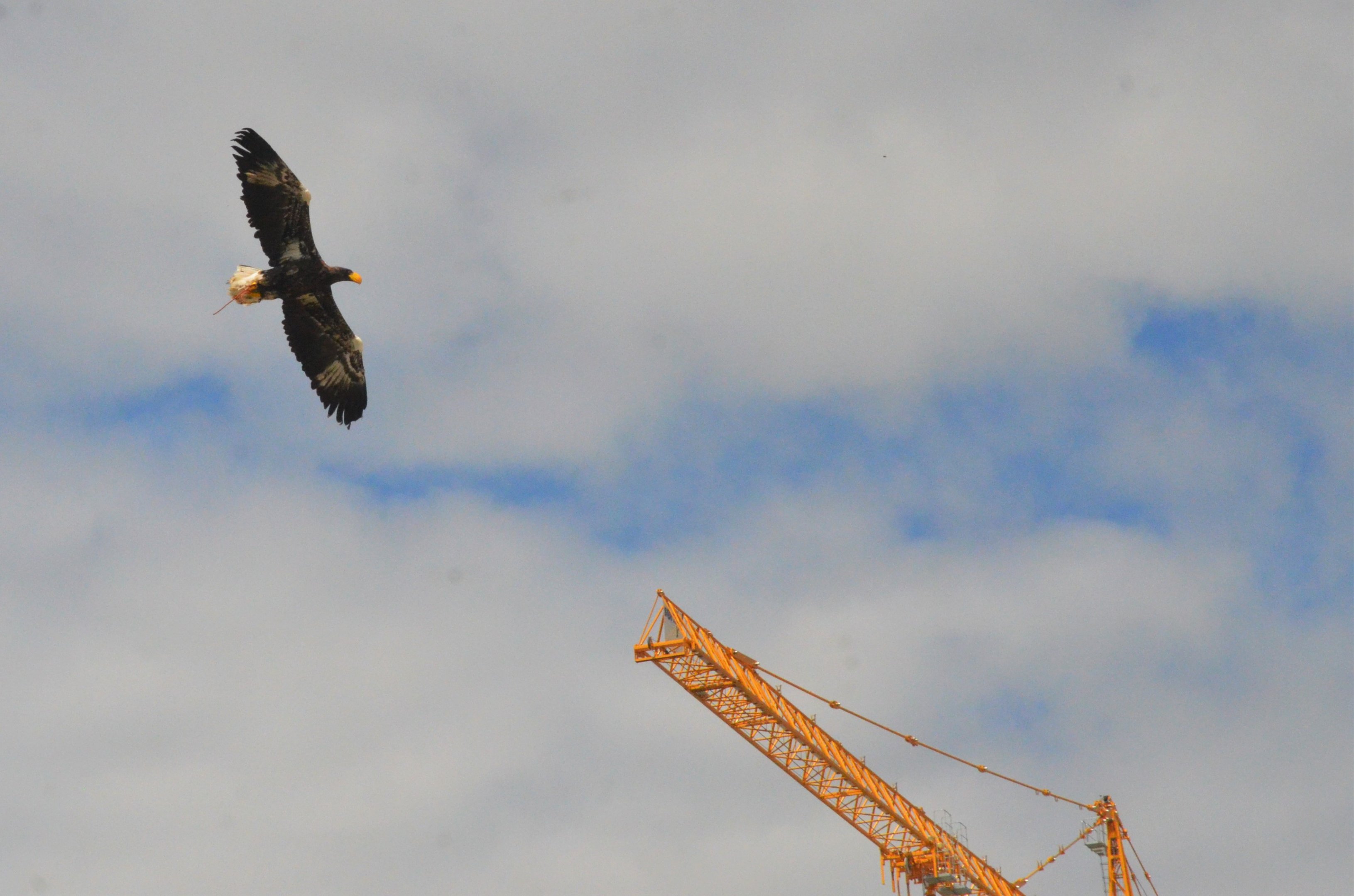 Steller's Sea Eagle - Les Maîtres des Airs at Beauval, 12/06/18