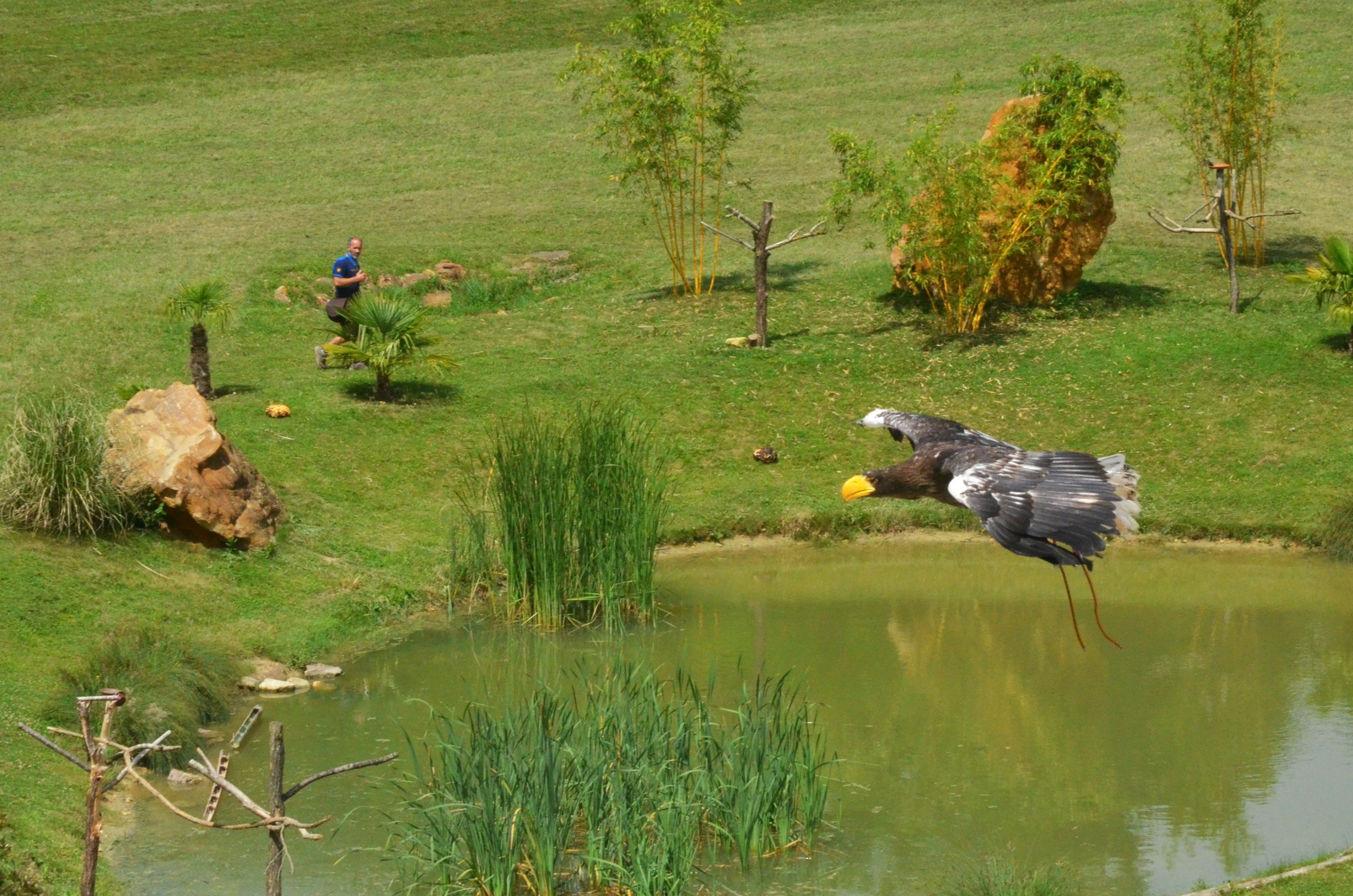 Steller's Sea Eagle - Les Maîtres des Airs at Beauval, 12/06/18
