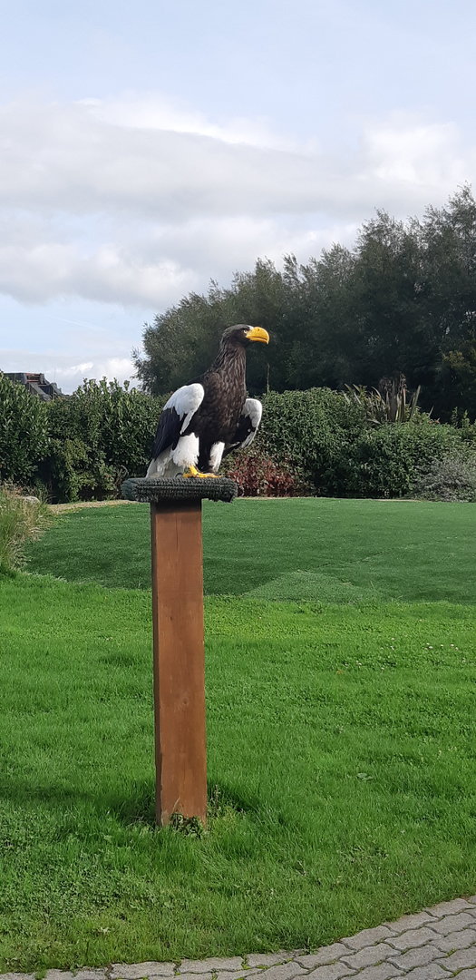 Stellers sea eagle male.