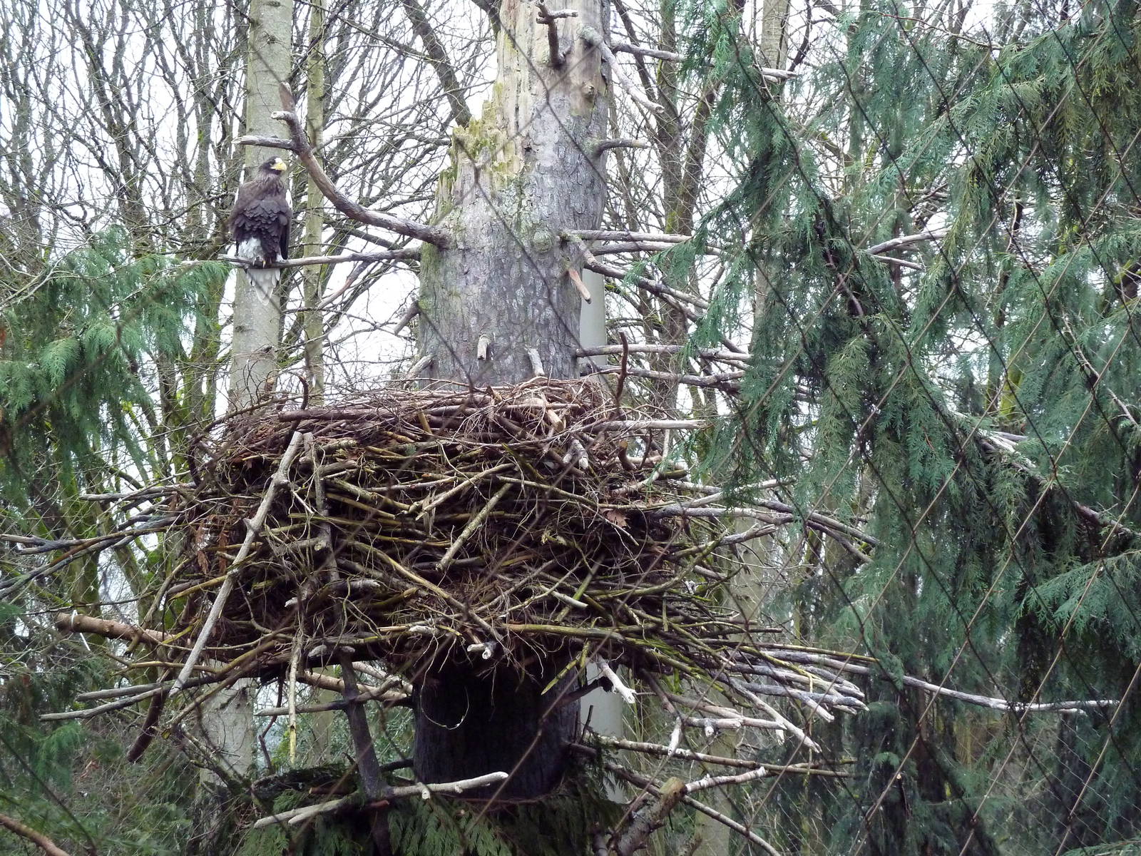 Steller's Sea Eagle + Nest