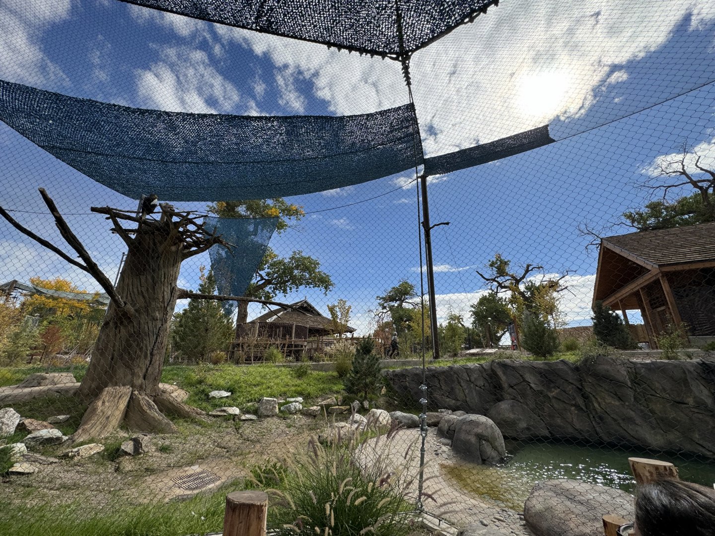 Steller's Sea Eagle -Nest