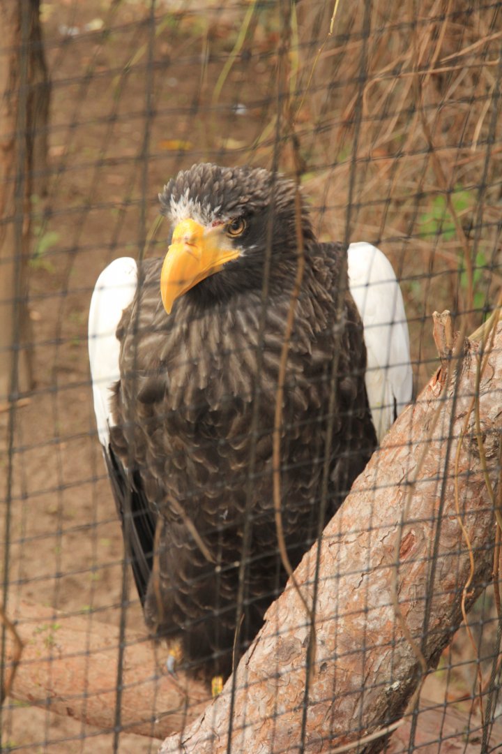 Steller's Sea Eagle (November 2016)
