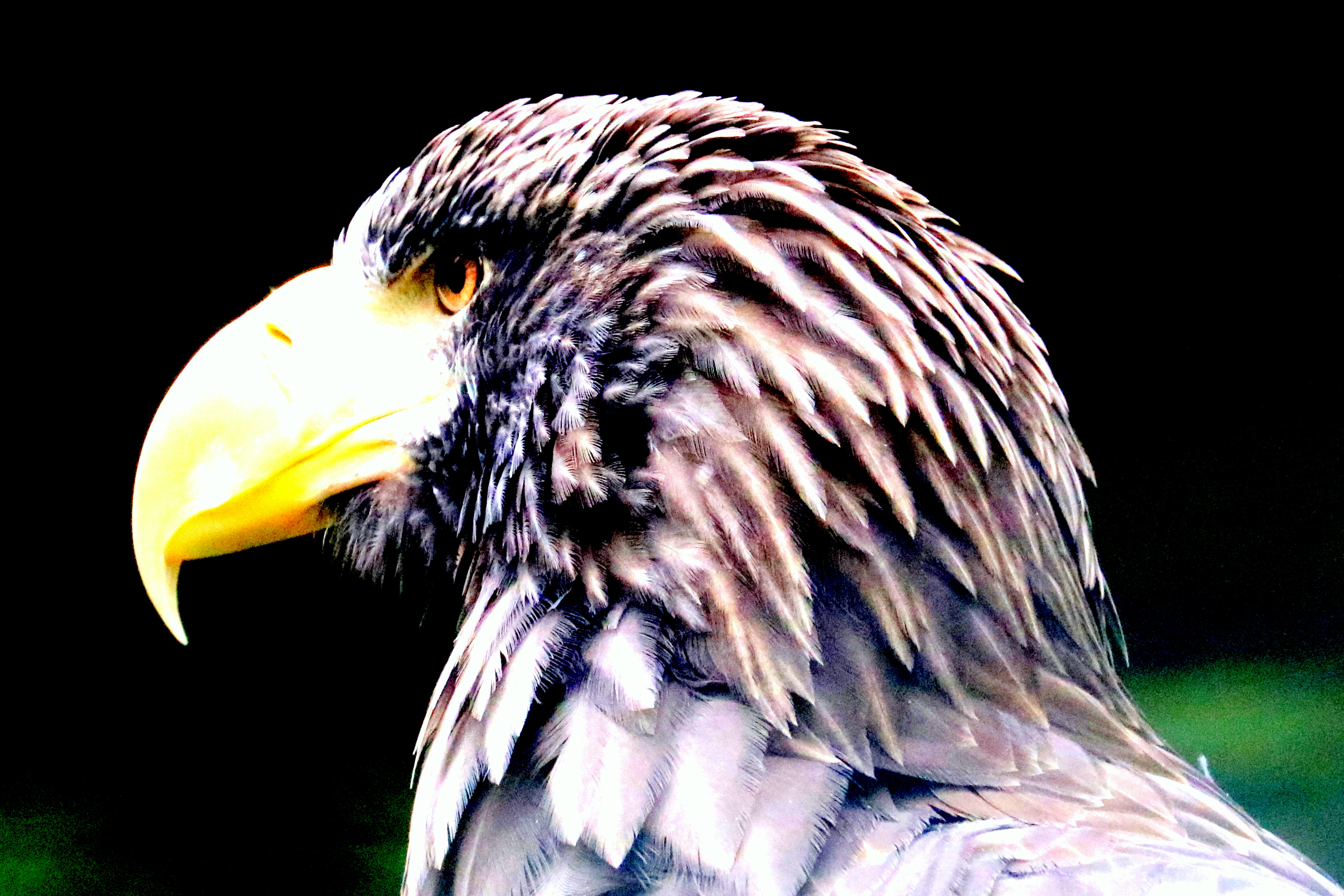Steller's sea eagle; Nuremberg; 8th September 2019