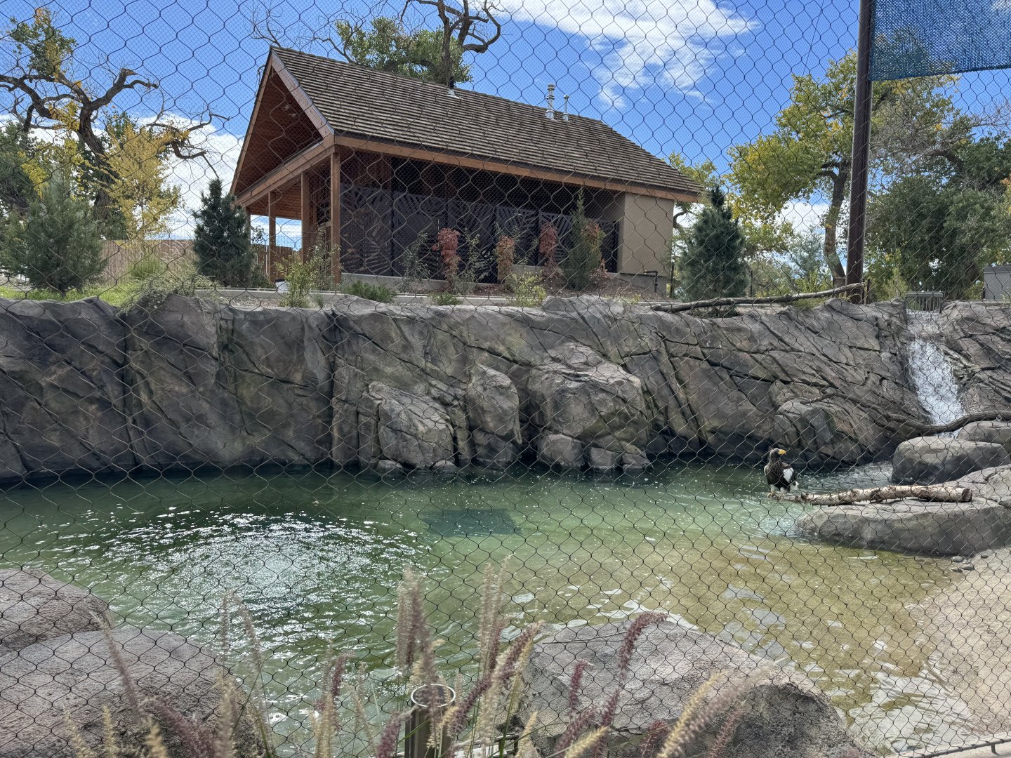 Steller's Sea Eagle -Pool