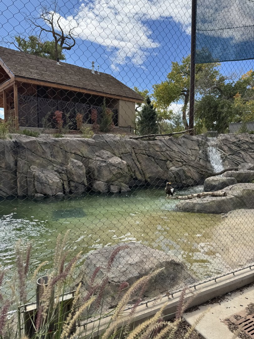 Steller's Sea Eagle -Pool