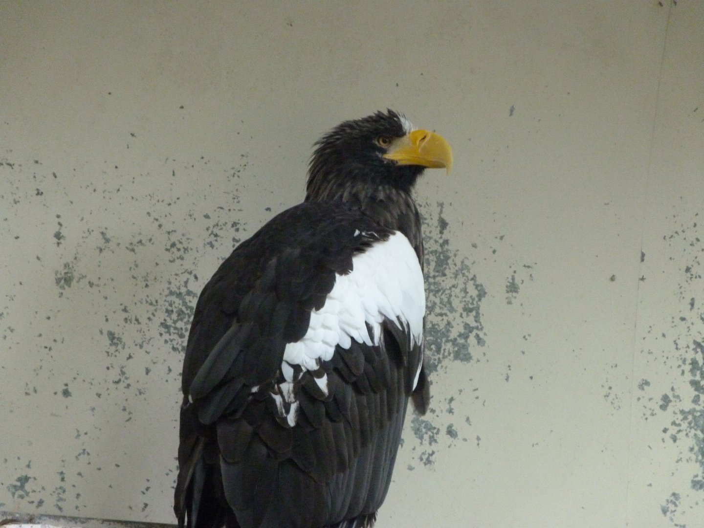 Steller's sea eagle -Tierpark Berlin (2024)