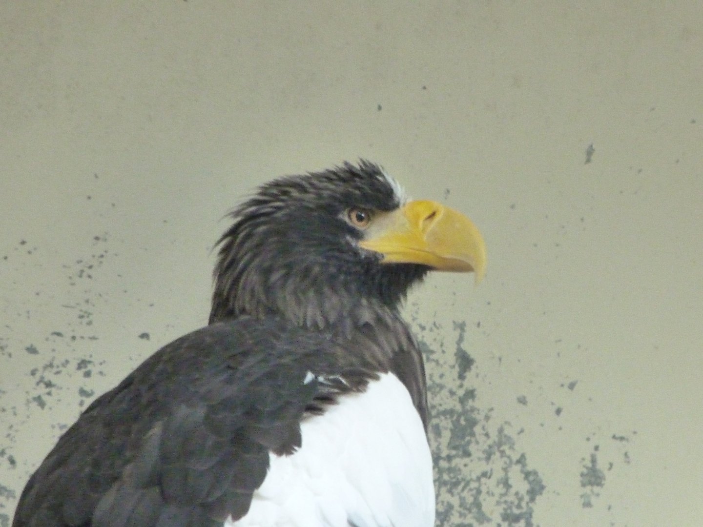 Steller's sea eagle -Tierpark Berlin (2024)