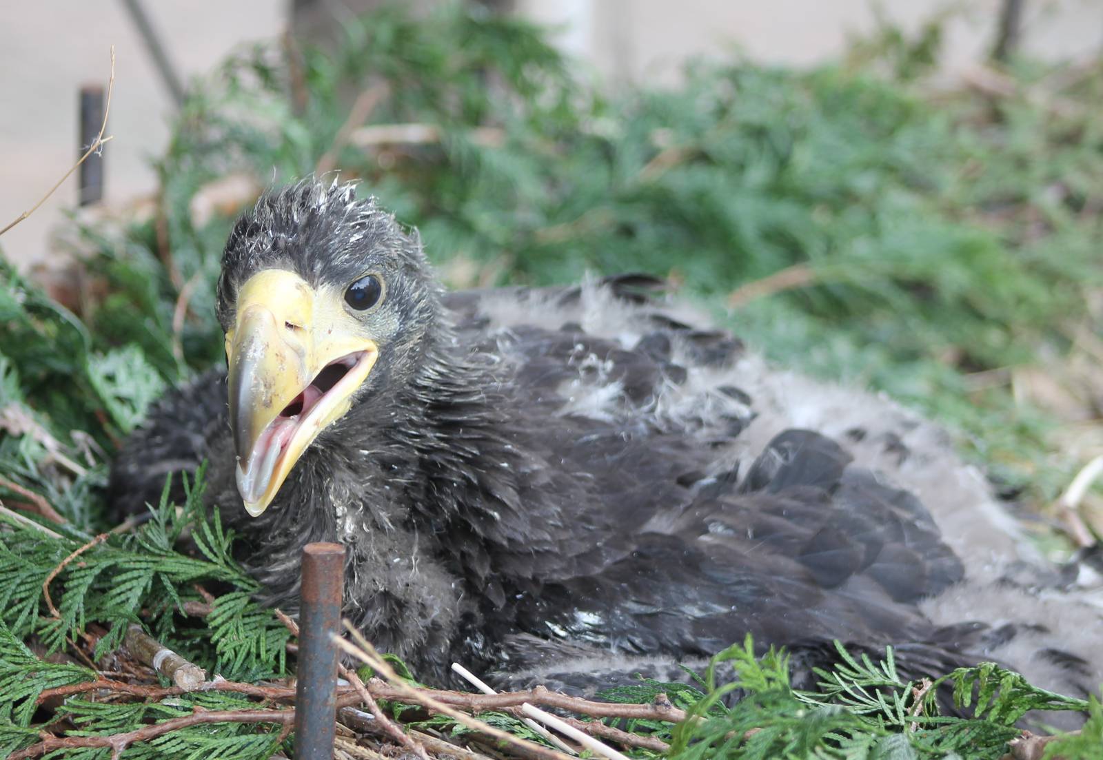 Steller's sea-eagle young
