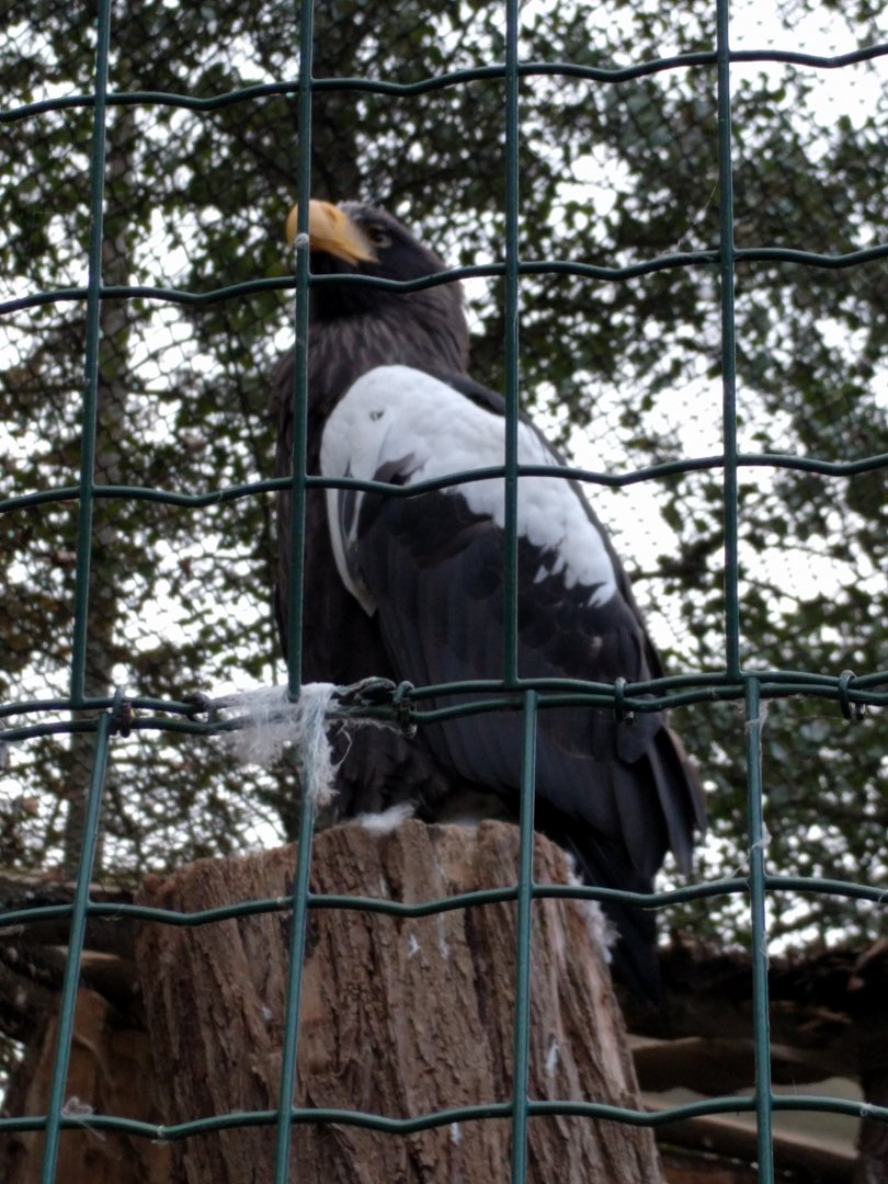 Stellers Sea Eagle Zoo Praha 2018