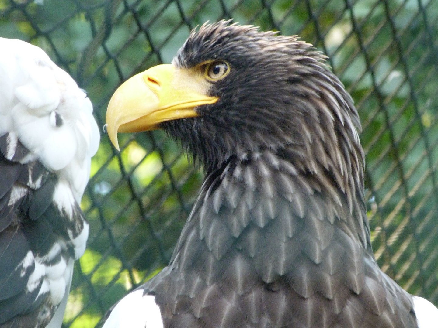 Steller's sea eagle -Zoo Praha (2025)