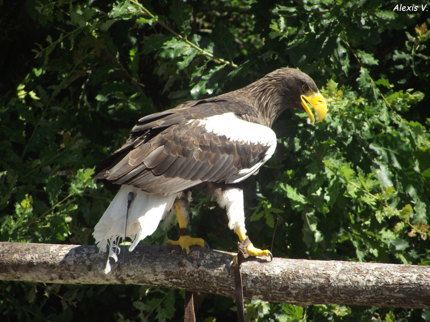 Steller's Sea Eagle - Zooparc de Beauval, 28/06/2025