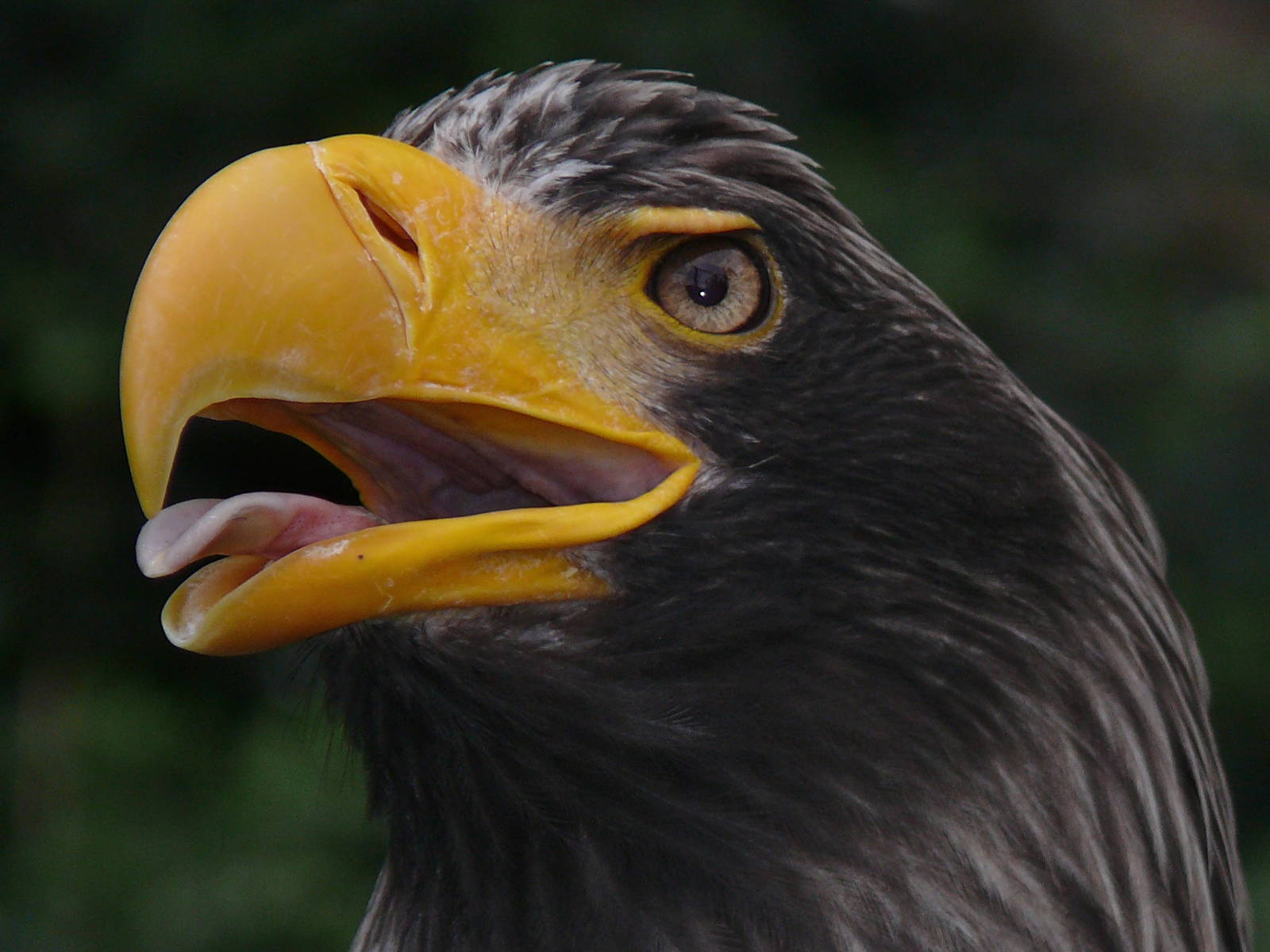 Steller's sea eagle