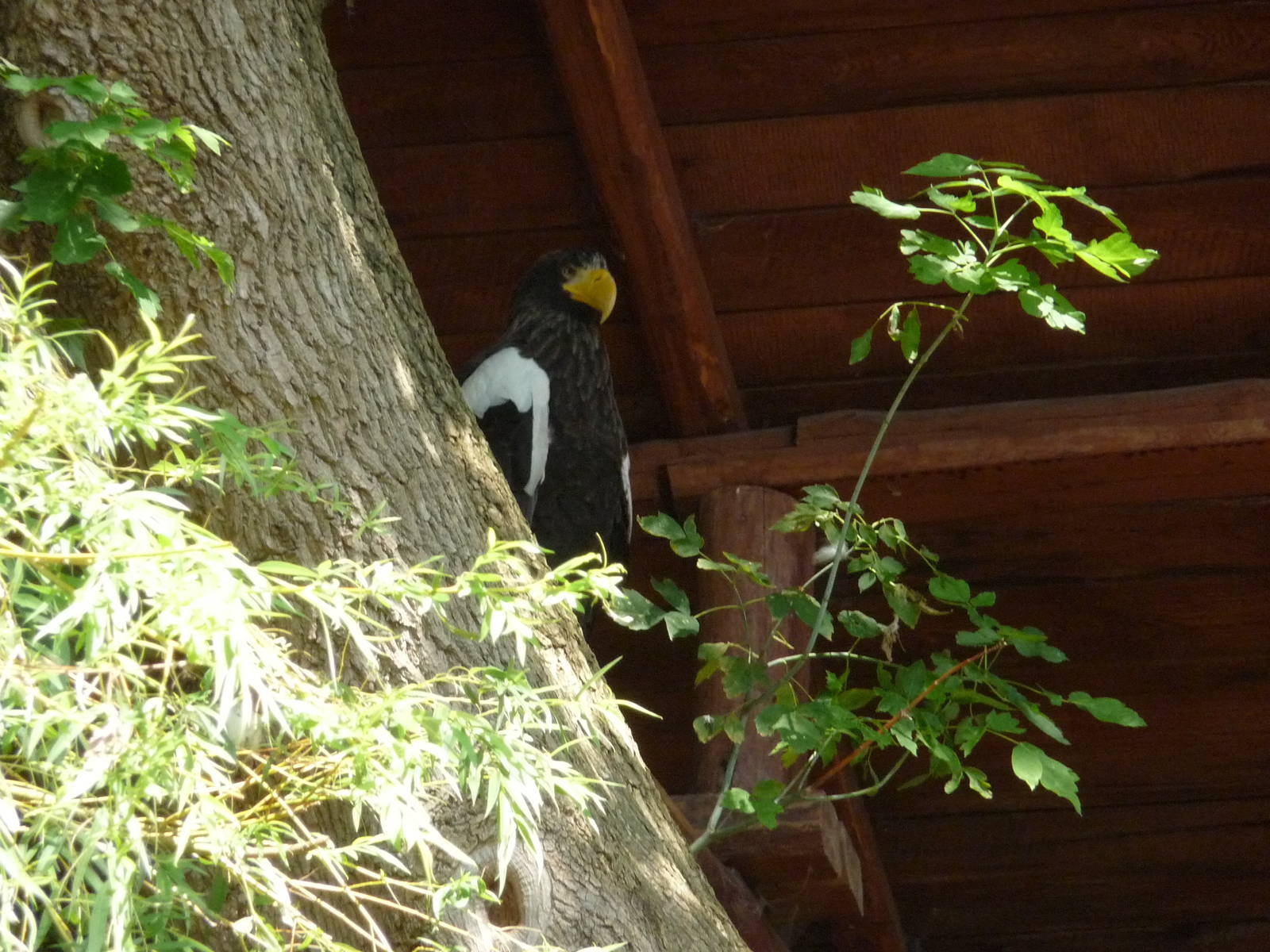 Steller's Sea Eagle