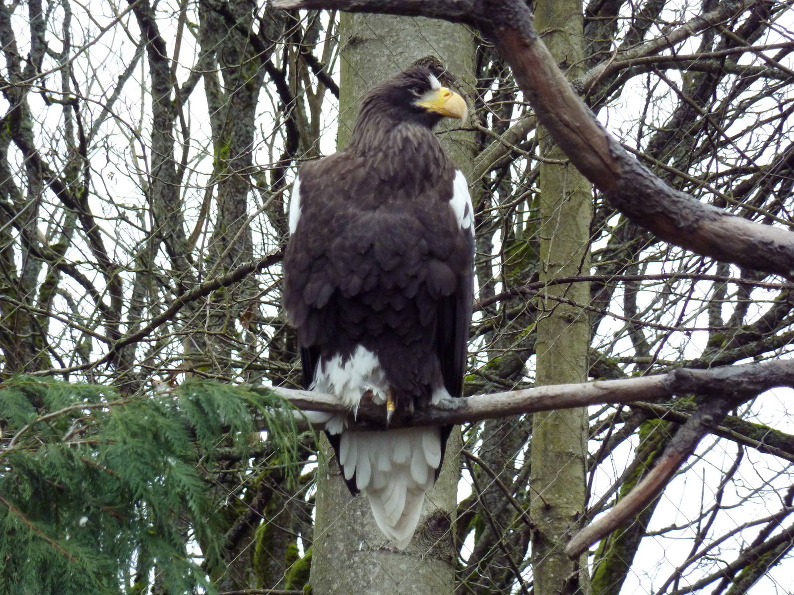 Steller's Sea Eagle