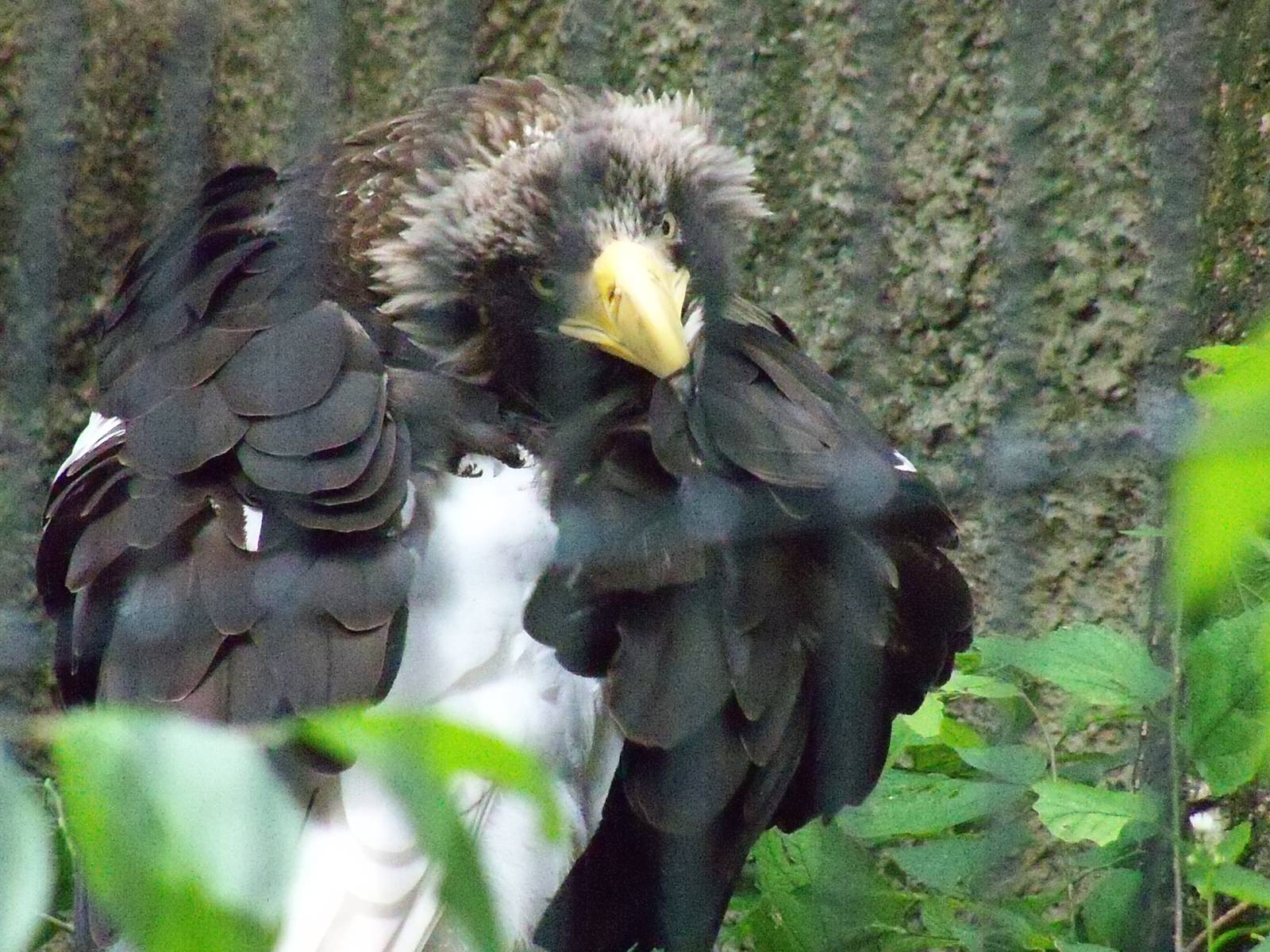 Steller's Sea Eagle