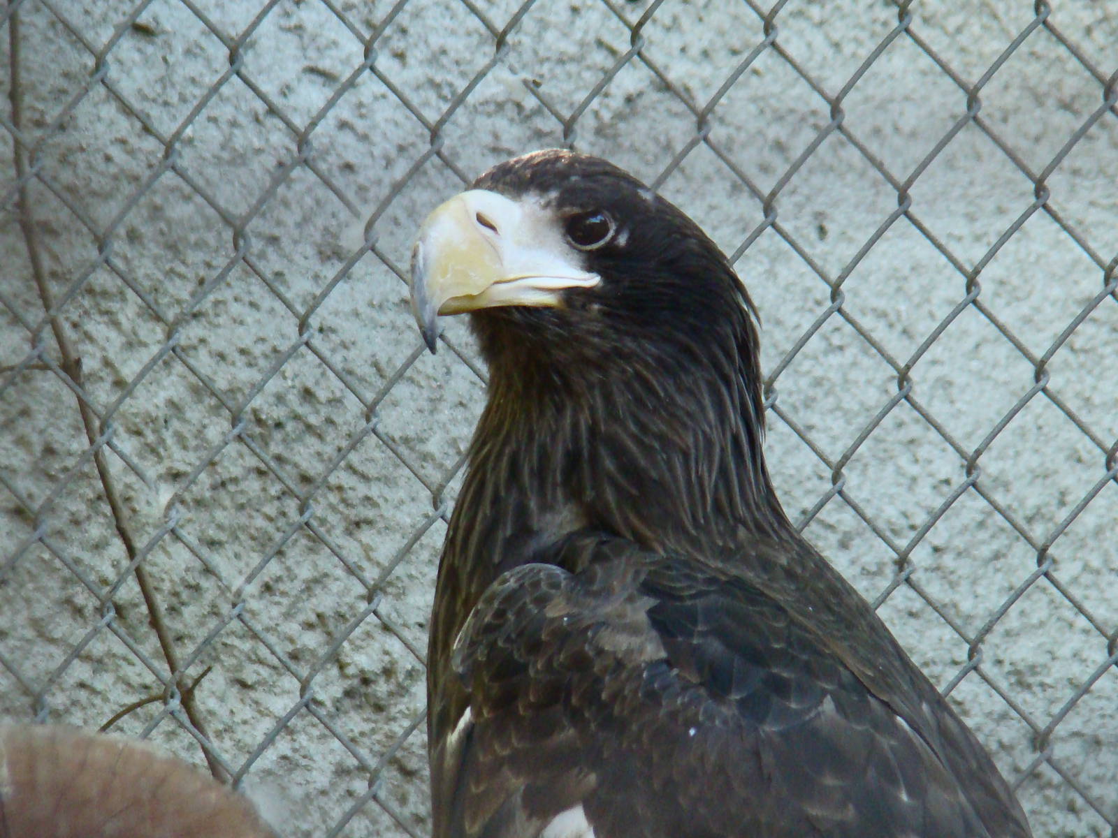 Steller's Sea Eagle
