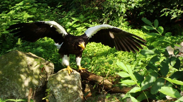 Steller's Sea Eagle