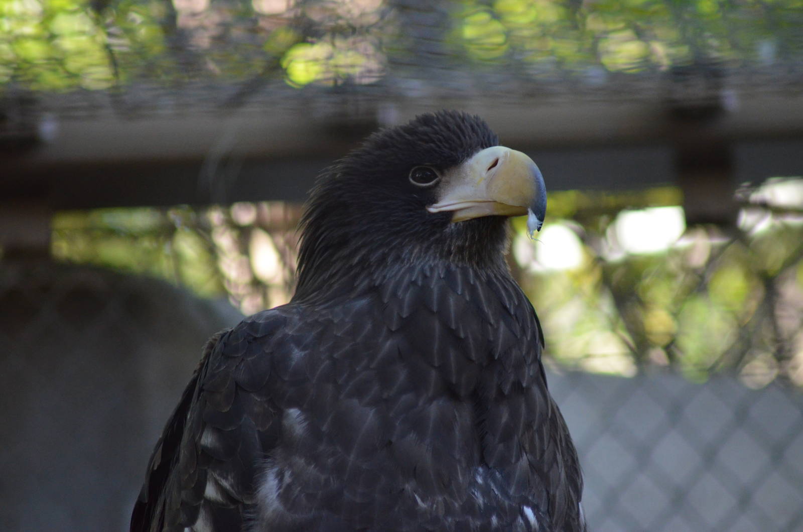 Steller's Sea Eagle