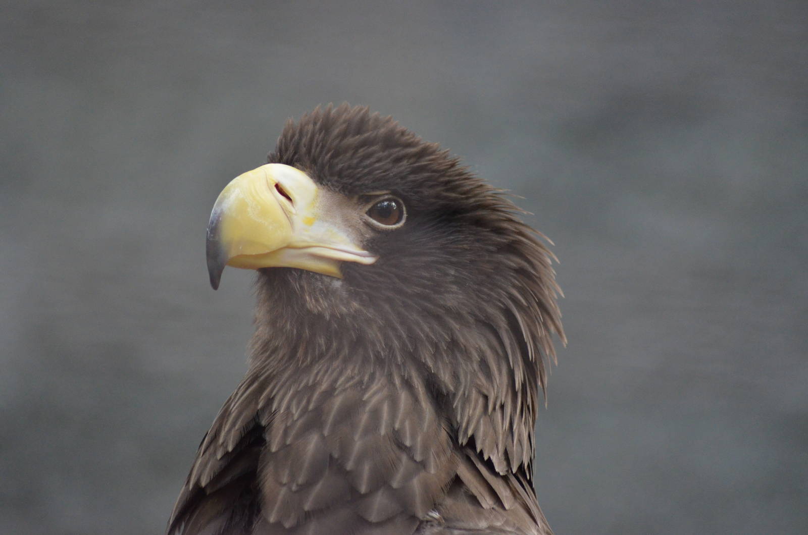 Steller's Sea Eagle