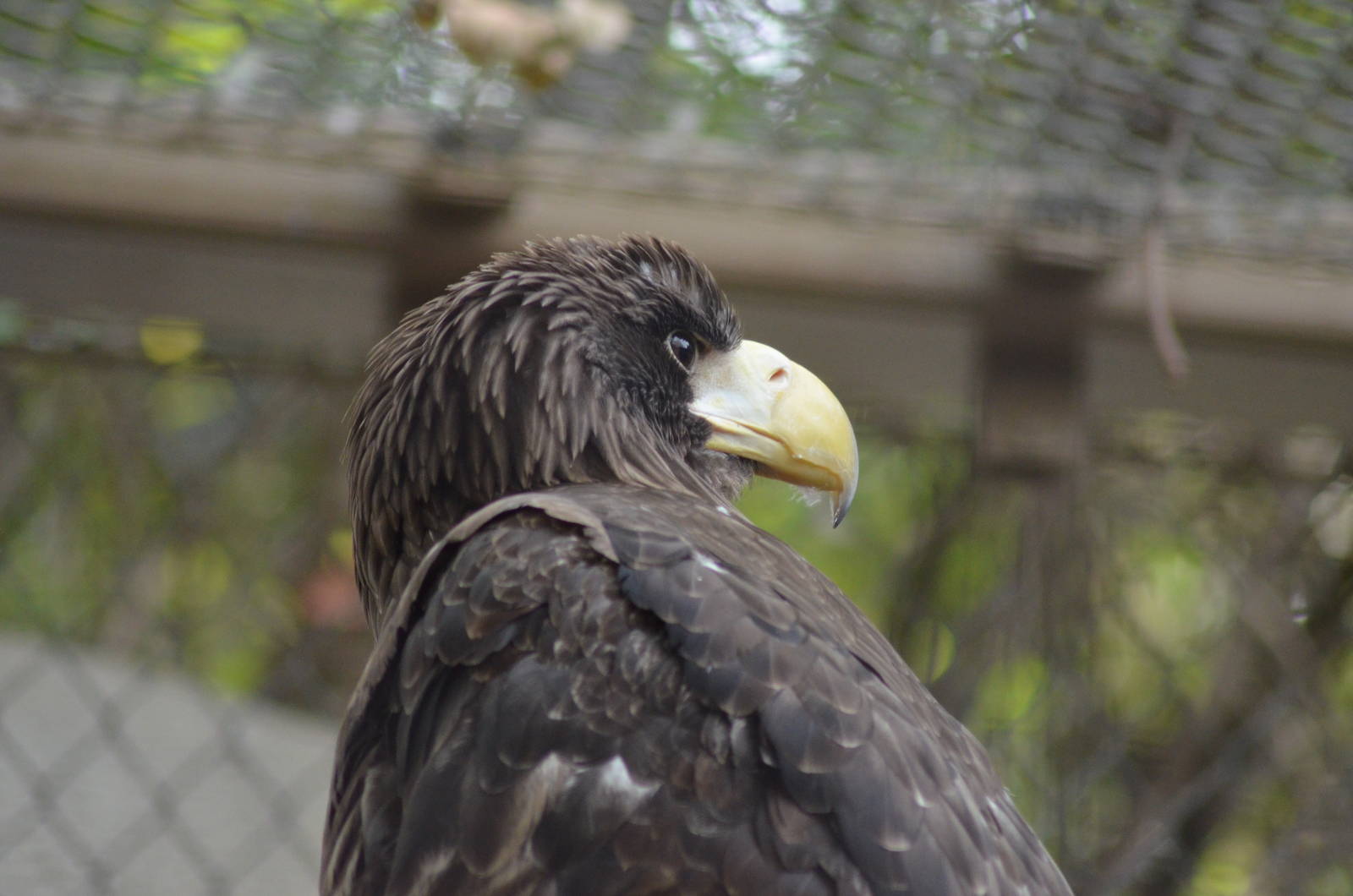 Steller's Sea Eagle