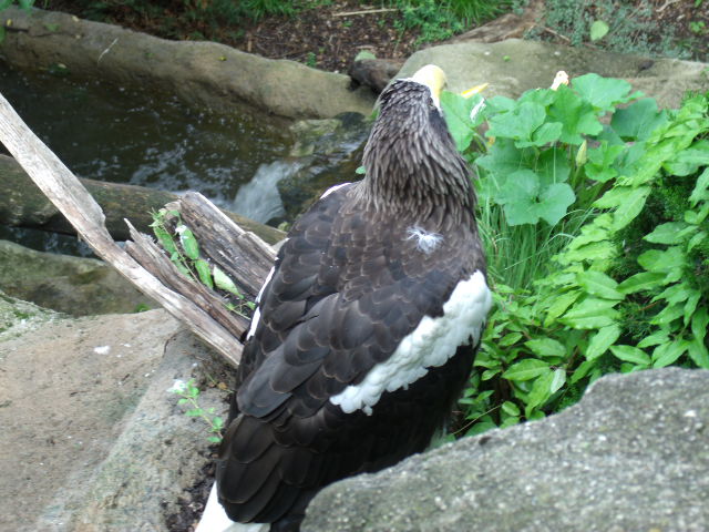 Steller's Sea Eagle