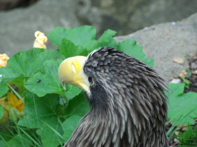 Steller's Sea Eagle