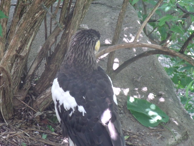 Steller's Sea Eagle