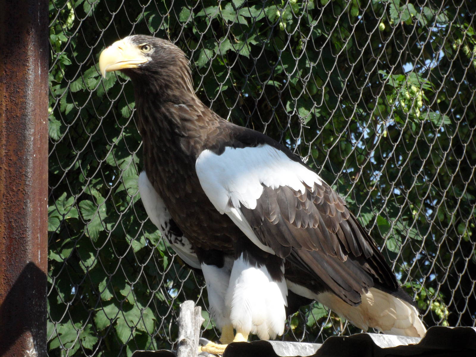 Steller's sea eagle