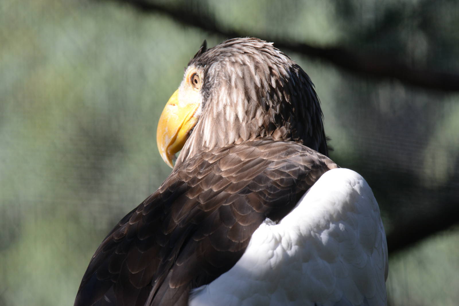 Steller's sea eagle