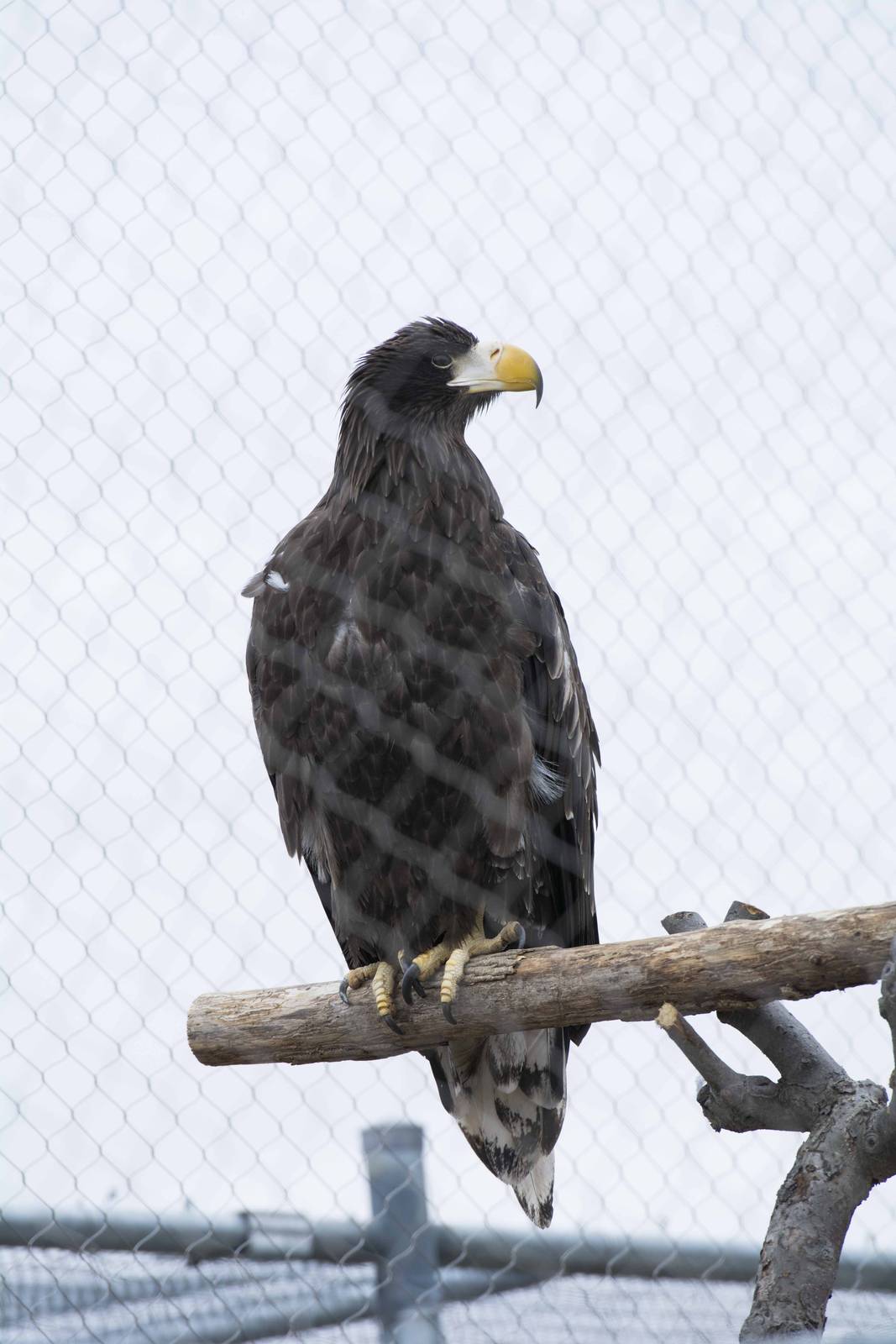 Steller's Sea Eagle