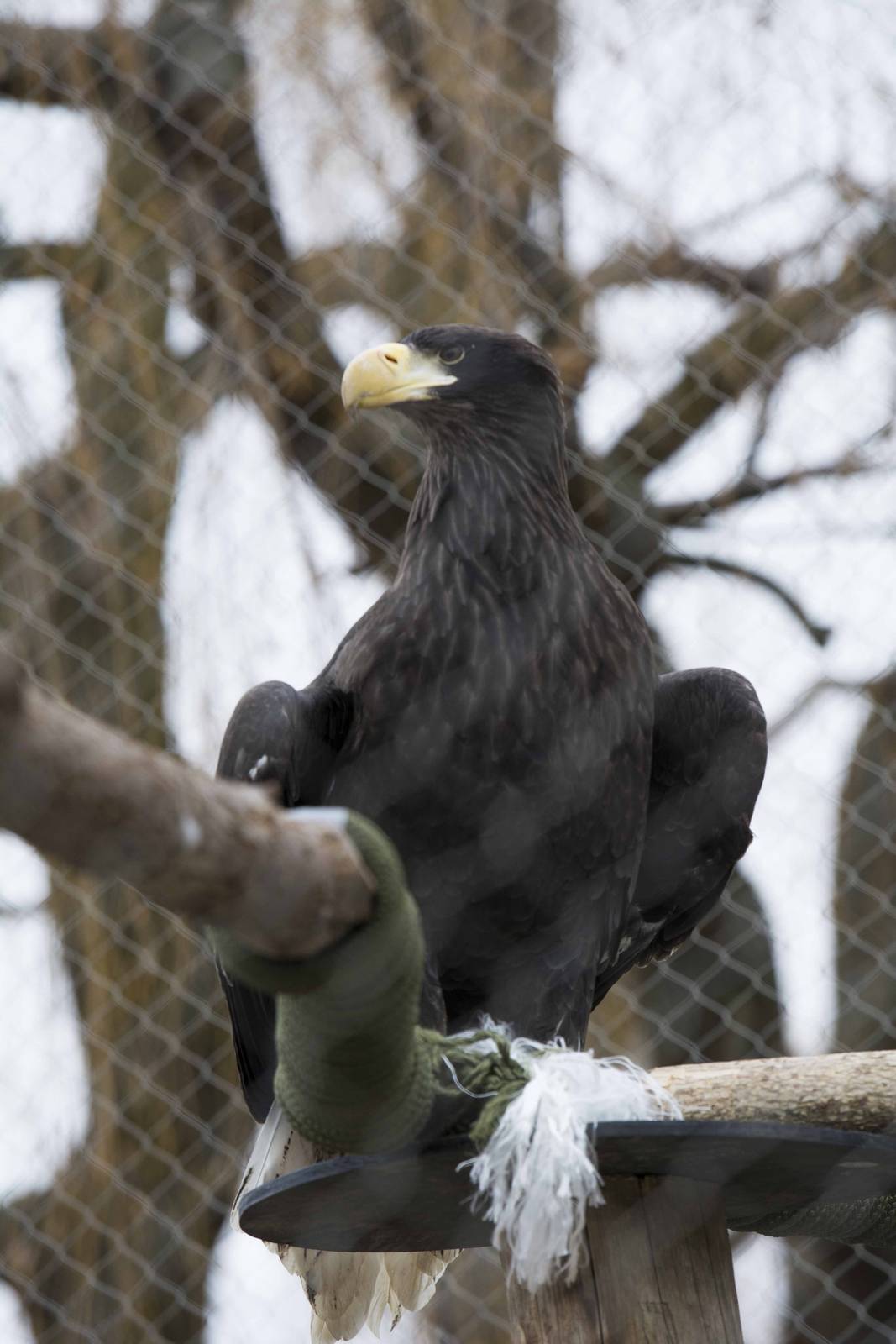 Steller's Sea Eagle