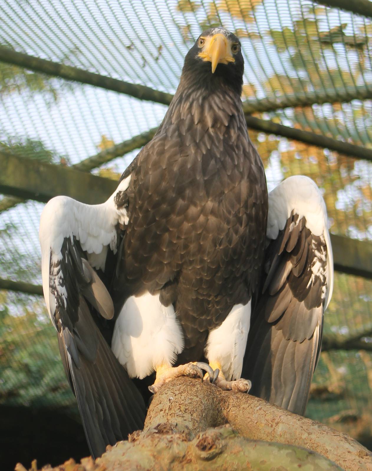 Steller's sea-eagle