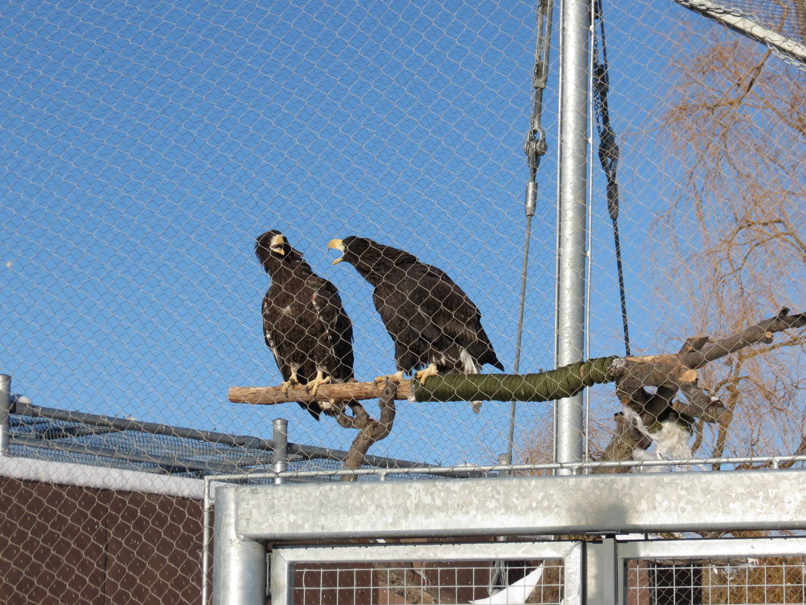 Steller's Sea Eagle