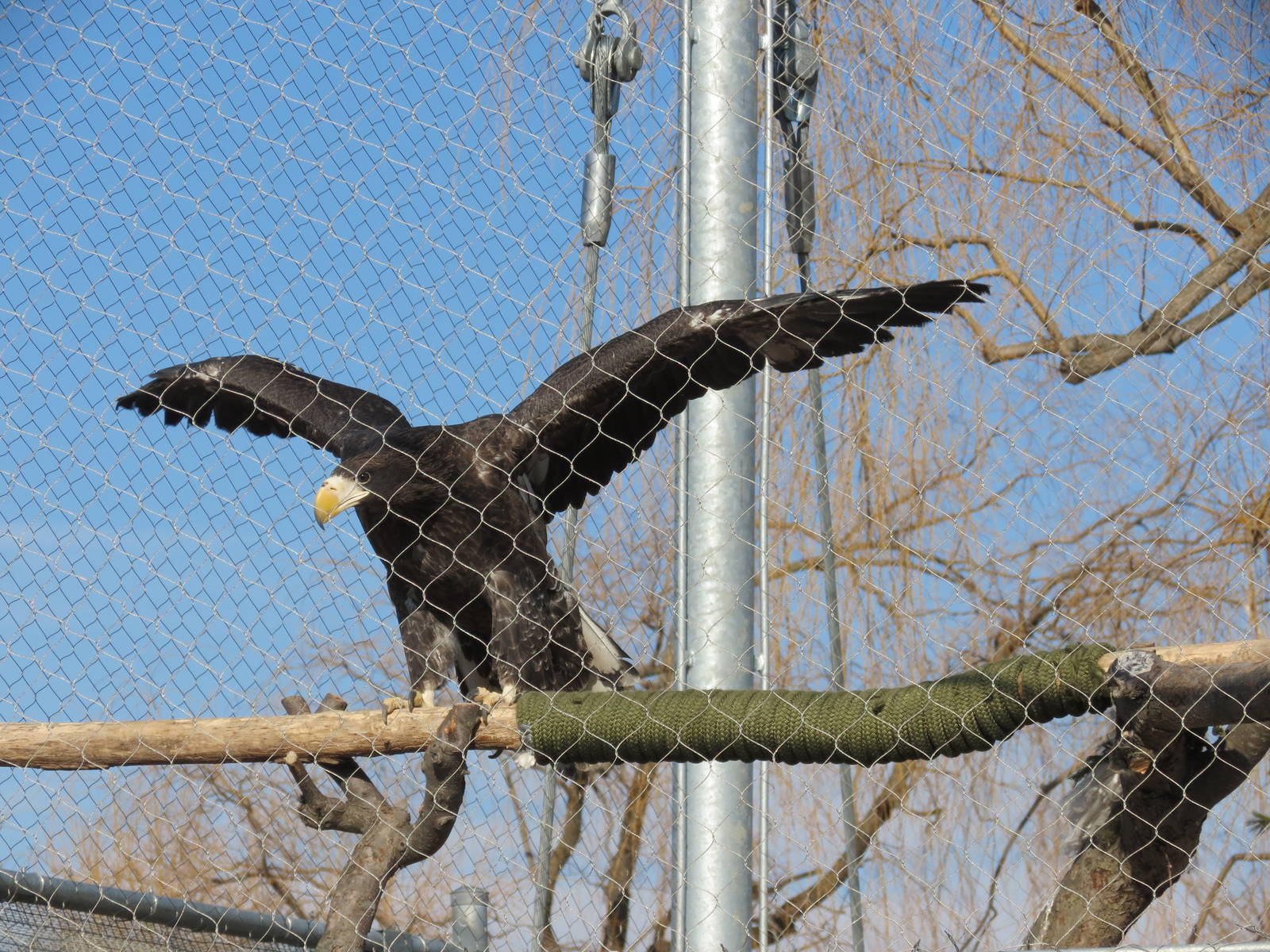 Steller's Sea Eagle