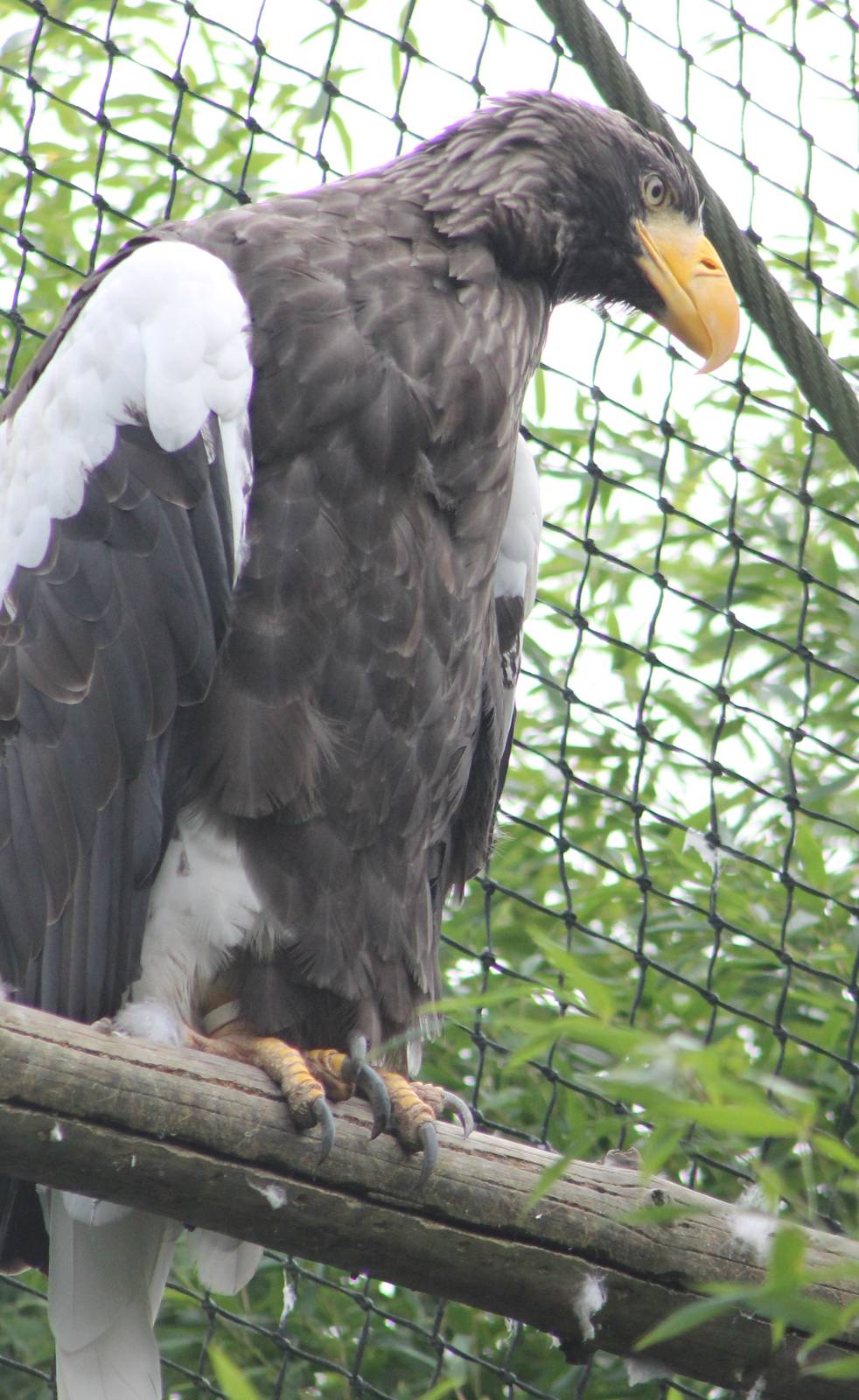 Steller's sea-eagle