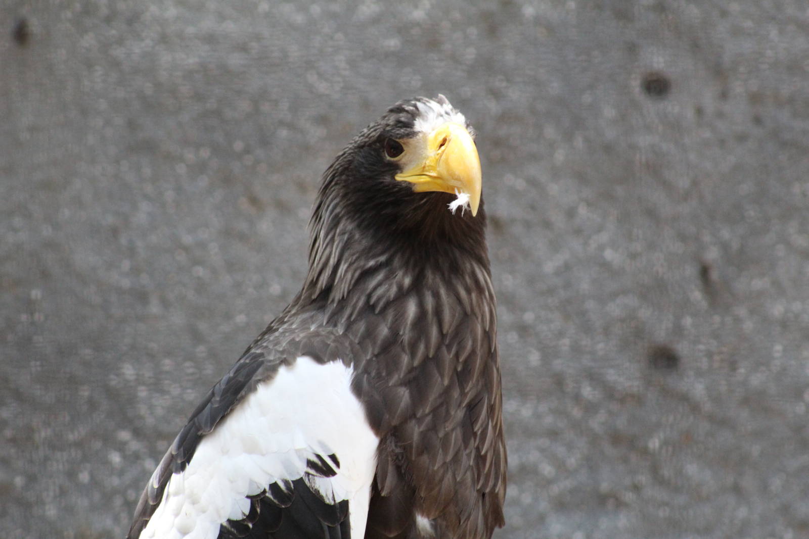 Steller's Sea Eagle