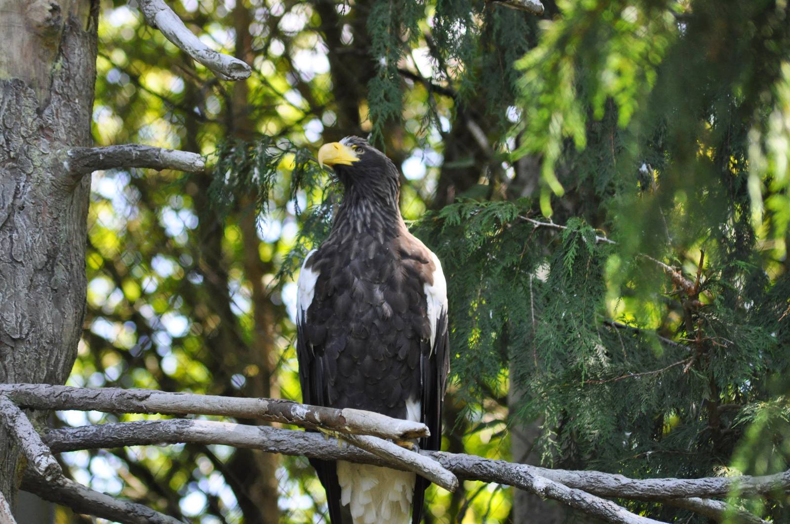 Steller's Sea Eagle