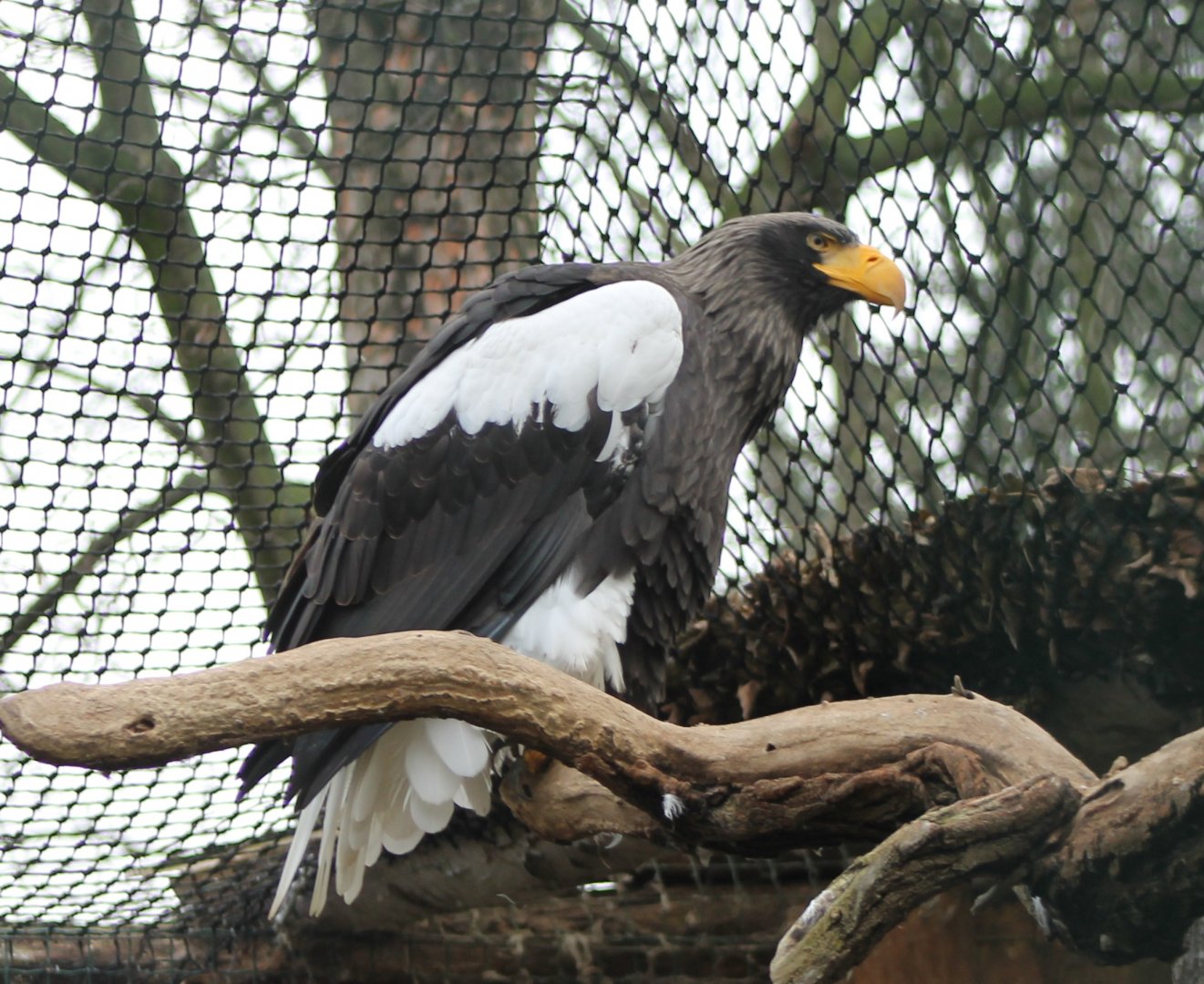 Steller's sea-eagle