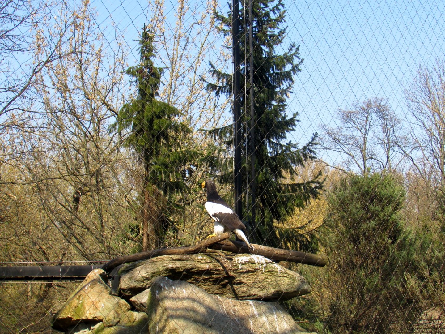 Steller's Sea Eagle