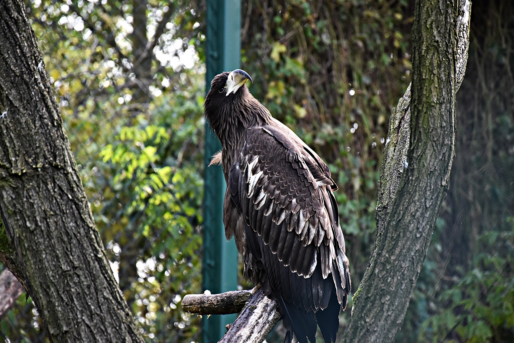Steller's sea eagle